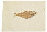 Detailed Fossil Fish (Knightia) - Wyoming #186493-1